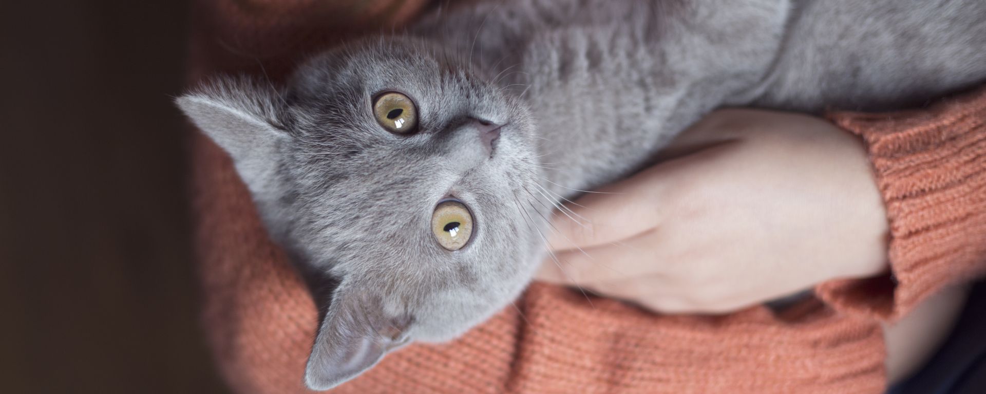 нерегулярный стул у кота